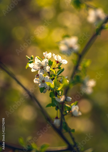 Crerry tree blooming