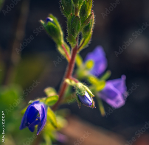 Wild flowers