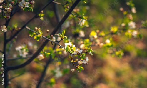 Wild flowers