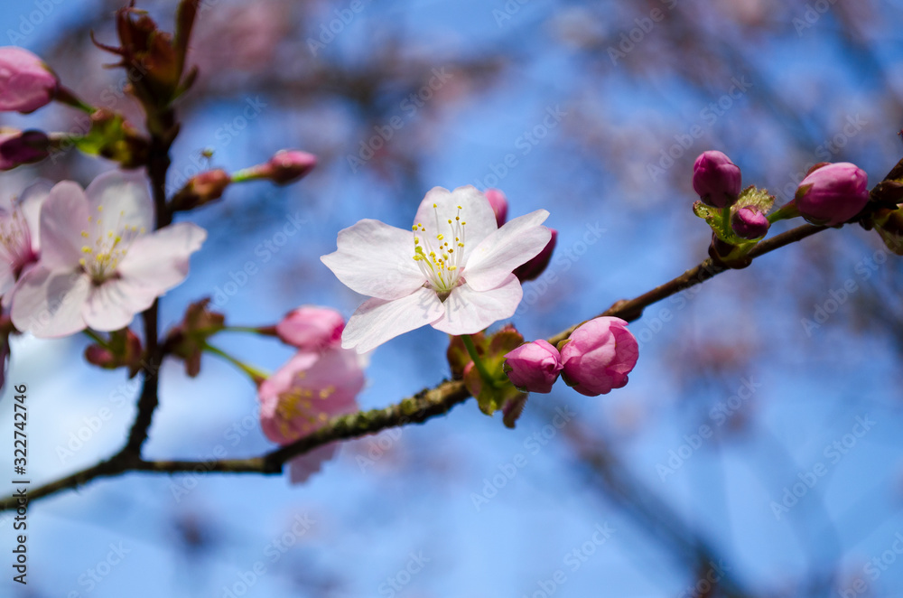 Cherry and apple tree blossom close up. Selective focus and copy space. Spring sakura blossoms. Pink cherry blossom twig close up over blue bokeh background. Spring trees blossom. Cherry and apple tree blossom close up. Selective focus and copy space. Spring sakura blossoms. Pink cherry blossom twig close up over blue bokeh background. Spring trees blossom.