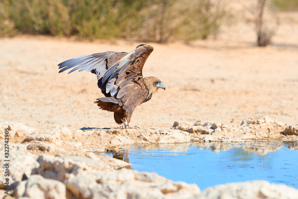 Obraz premium Bateleur, Terathopius ecaudatus, eagle on the rocky ground, drinking at waterhole against sunny, dry desert in background. African wildlife experience during camping in Kgalagadi park, Botswana.
