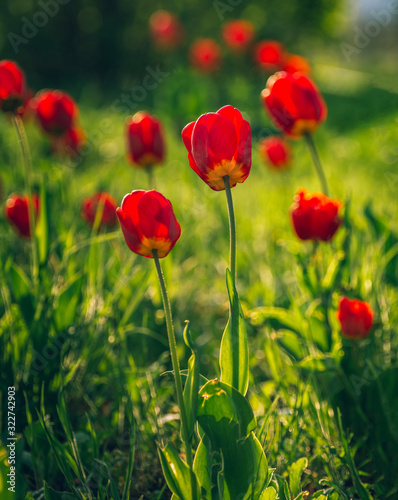 Tulip © ghostdom