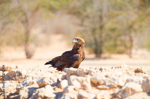 Bateleur  Terathopius ecaudatus   eagle on the rocky ground  drinking at waterhole against sunny  dry desert in background. African wildlife experience during camping in Kgalagadi park  Botswana.