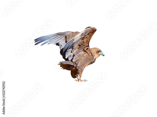 Isolated on white background, wild Bateleur, Terathopius ecaudatus, juvenile, brown colored eagle with outstretched wings.  African wildlife experience, camping in Kgalagadi park, Botswana.