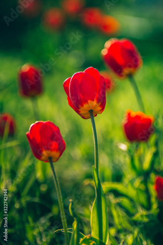 Tulip © ghostdom