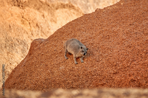 Wild Rock Hyrax, Procavia capensis on red granite rock against colorful sunset. African wildlife experience during camping and hiking bald red granite rocks in Spitzkoppe park. Traveling Namibia.