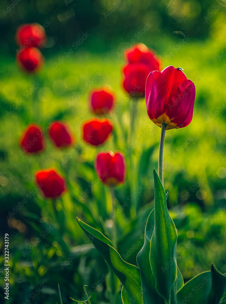 Naklejka premium Tulip