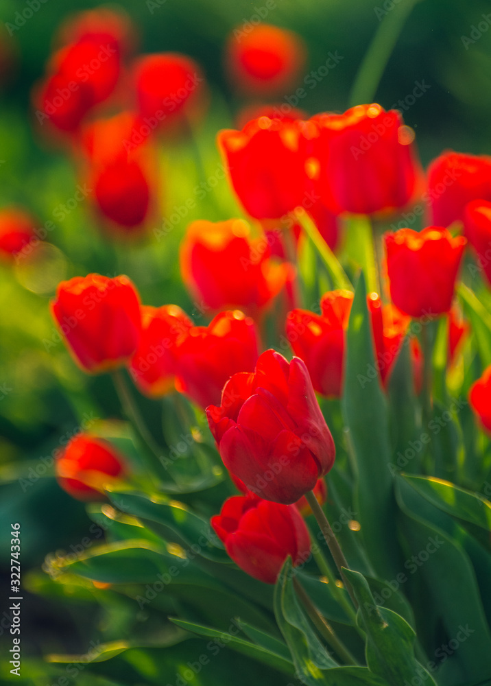 Obraz premium Tulip