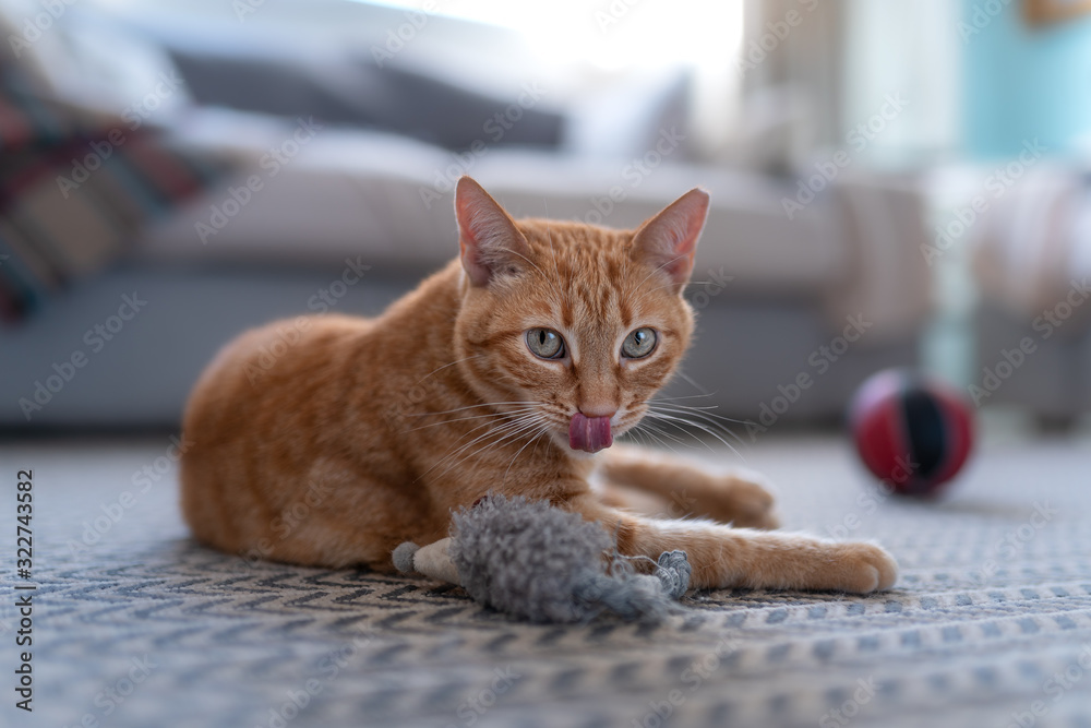 gato atigrado se lame el hocico despues de jugar con un raton de juguete