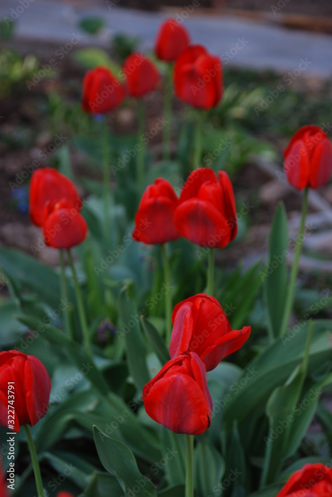 Fototapeta premium Red tulips