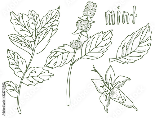 Sketch mint leaves set, vector