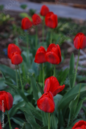 Red tulips