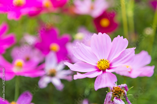 Closeup beautiful cosmos flower over blurred garden background, morning outdoor day light, nature concept background, spring or summer season