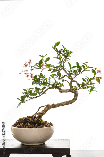 Japanese tray plant art, beautiful bonsai, small tree growing in the bowl isolate on white background