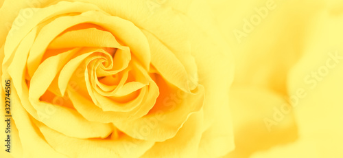 Soft focus  abstract floral background  yellow rose flower. Macro flowers backdrop for holiday brand design