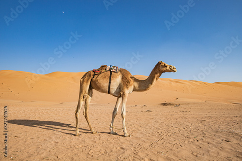 a camel in the desert of Oman