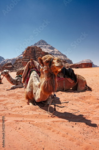 Some Bedouin camels in the panorama of rocky mountains and red sand in the Jordanian desert of Wadi Rum.