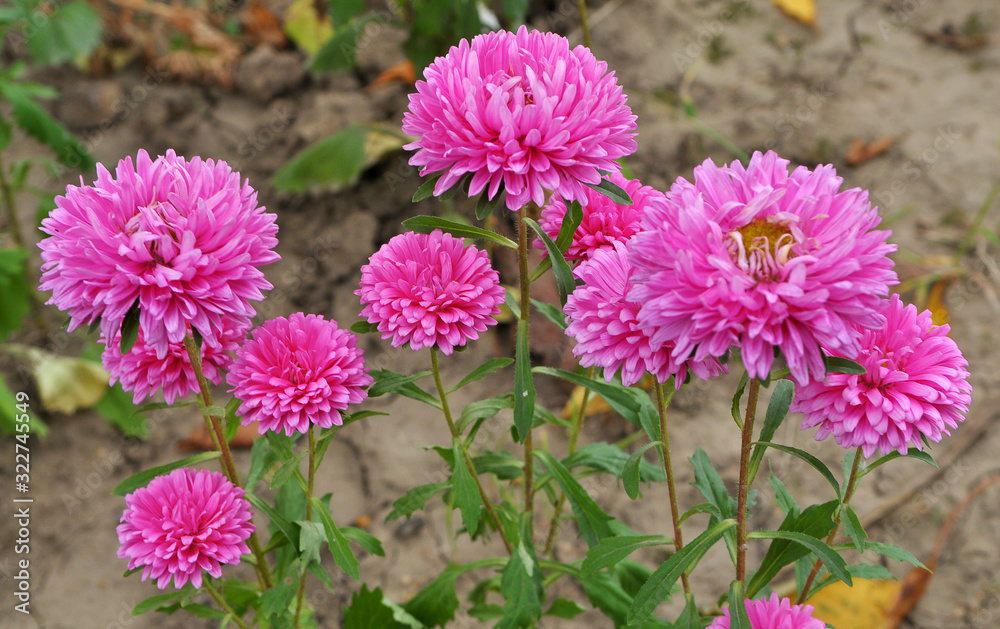 The flower beds grow asters The flower beds grow asters