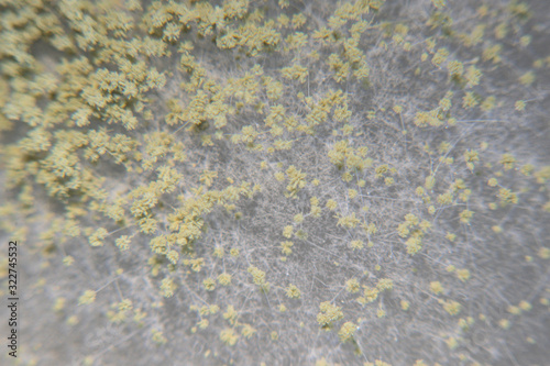 Close up of Aspergillus oryzae is a filamentous fungus, or mold that is used in food production, such as in soybean fermentation for education in laboratory.(soft focus and have Grain/Noise)