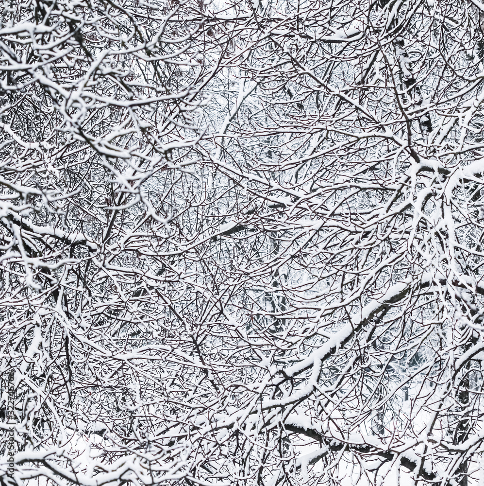 Fairytale fluffy snow-covered trees branches, nature scenery with white snow and cold weather. Snowfall in winter park Fairytale fluffy snow-covered trees branches, nature scenery with white snow and cold weather. Snowfall in winter park