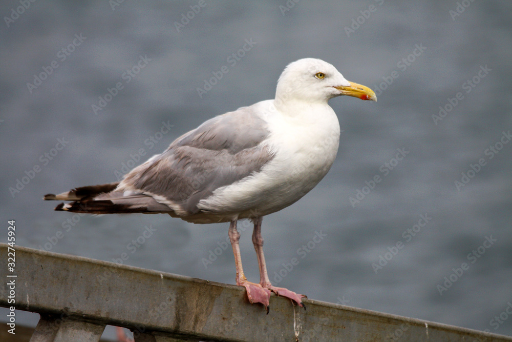 Goéland argenté - larus aregentatus 