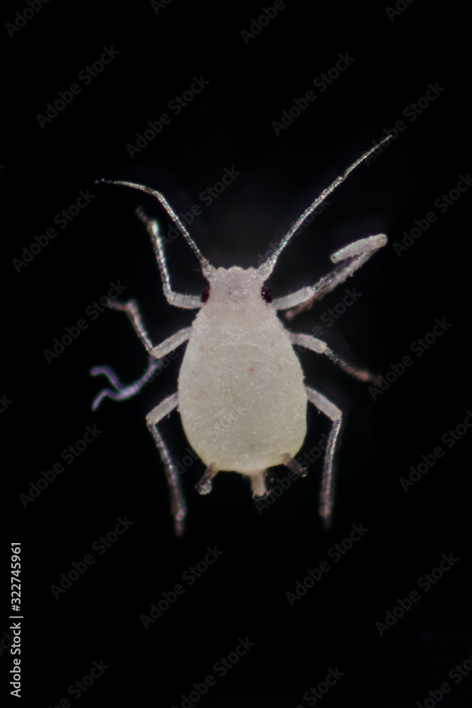 Mealybugs are insects in the family Pseudococcidae for education in laboratory. Mealybugs are insects in the family Pseudococcidae for education in laboratory.