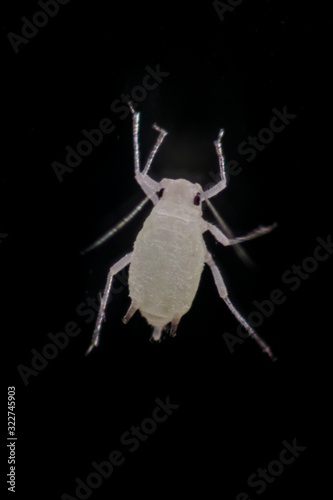 Mealybugs are insects in the family Pseudococcidae for education in laboratory. photo