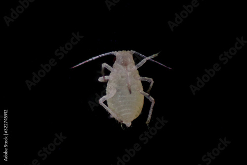 Mealybugs are insects in the family Pseudococcidae for education in laboratory. photo
