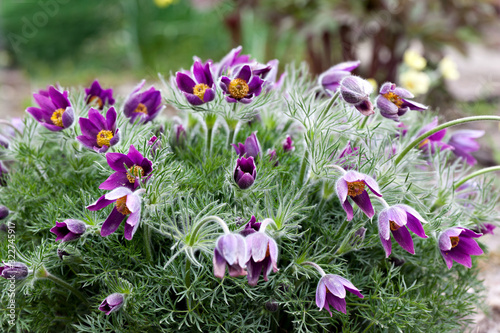 Purple flowers primrose pulsatilla patens in early spring