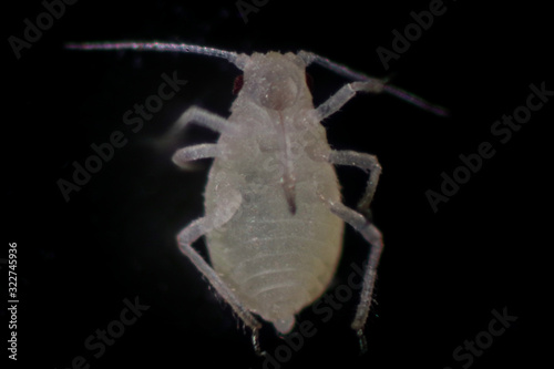 Mealybugs are insects in the family Pseudococcidae for education in laboratory. photo