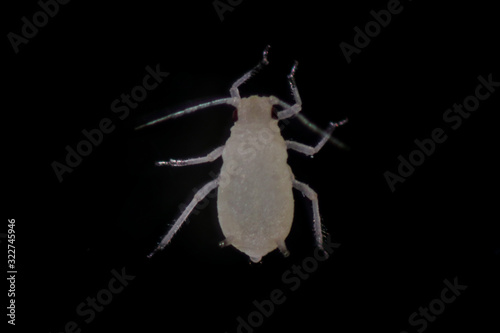 Mealybugs are insects in the family Pseudococcidae for education in laboratory. photo