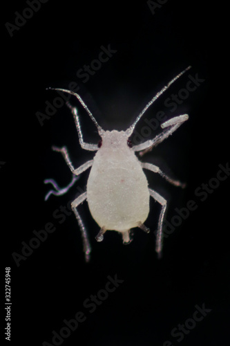 Mealybugs are insects in the family Pseudococcidae for education in laboratory. photo