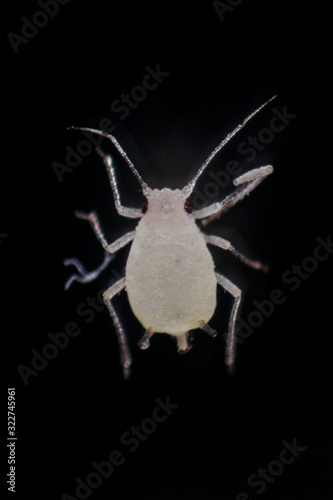 Mealybugs are insects in the family Pseudococcidae for education in laboratory. photo