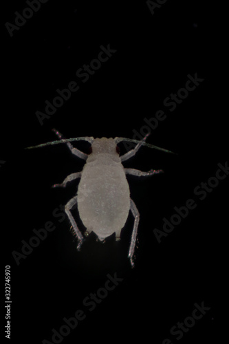 Mealybugs are insects in the family Pseudococcidae for education in laboratory. photo