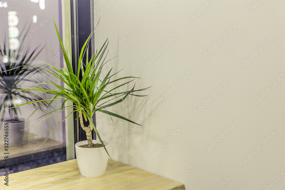 interior minimal scene plant vase windowsill and white wall background space for copy or your text here