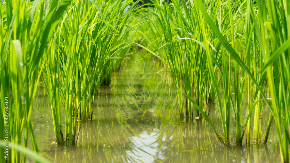 Rice plants with enough water, entering the harvest season, water needs must be maintained so that the roots of rice become strong so that they are not easily knocked down by the wind Rice plants with enough water, entering the harvest season, water needs must be maintained so that the roots of rice become strong so that they are not easily knocked down by the wind