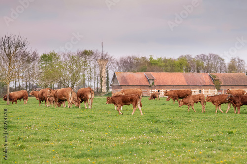 Brown cows graze on a field in Normandy France