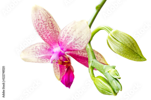 Phalaenopsis Orchid Liodoro closeup