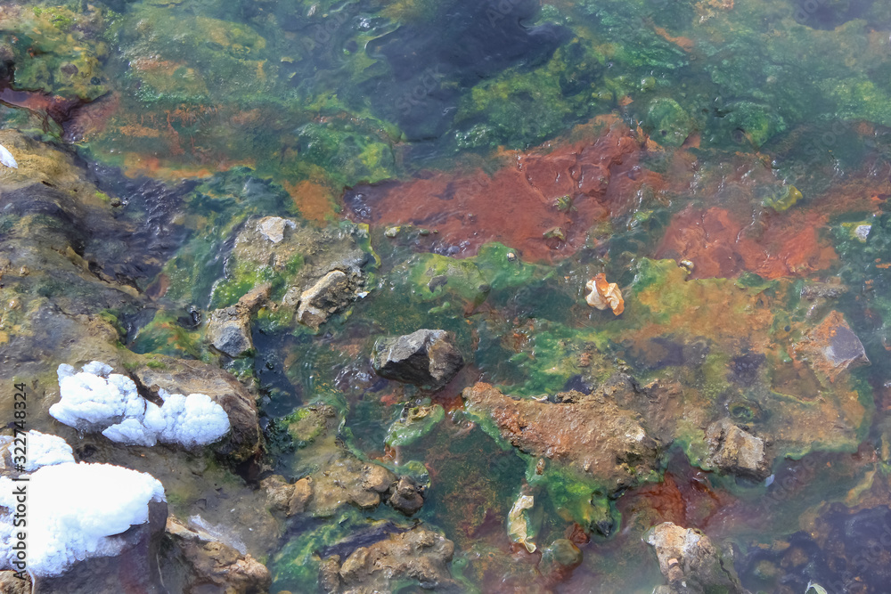 algae in hot spring