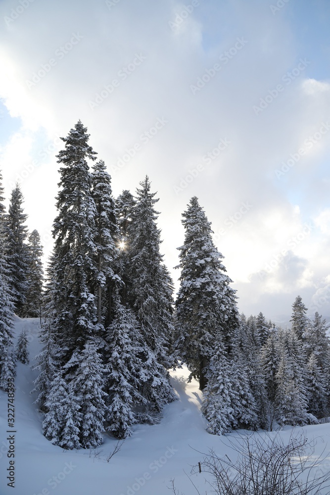 Winter view in a mountain forest covered with fresh snow. Christmas landscape