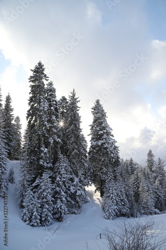 Winter view in a mountain forest covered with fresh snow. Christmas landscape © murat