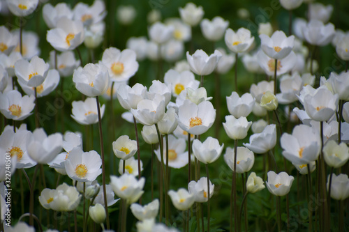 Meadow of white anemone flowers