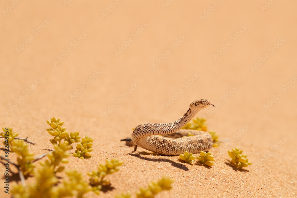 Wildlife encounter. Small, poisonous sand viper Bitis peringueyi