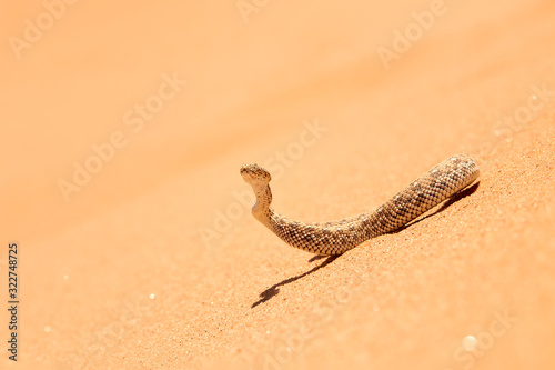 Wildlife encounter. Small, poisonous sand viper Bitis peringueyi, Peringuey's desert adder with erected head and opened mouth, side-winding in the sand dunes. Traveling  desert Dorob, Namibia, Africa. photo