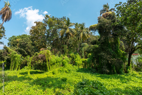 Rainforest. Thickets of dense green plants. The jungle background. The lush flora of the tropics. Palms  trees  creepers on blue sky.