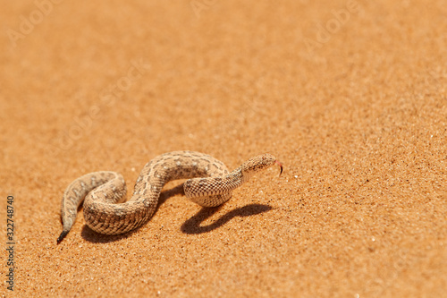 Wildlife encounter. Small, poisonous sand viper Bitis peringueyi, Peringuey's desert adder with erected head and opened mouth, side-winding in the sand dunes. Traveling  desert Dorob, Namibia, Africa.