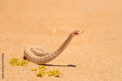 Fotografi Wildlife encounter
