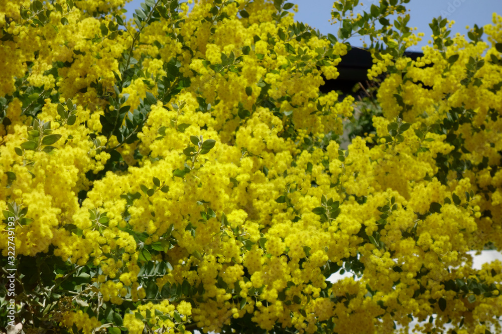 華やかに、艶やかに群生して咲く黄色の花々 華やかに、艶やかに群生して咲く黄色の花々