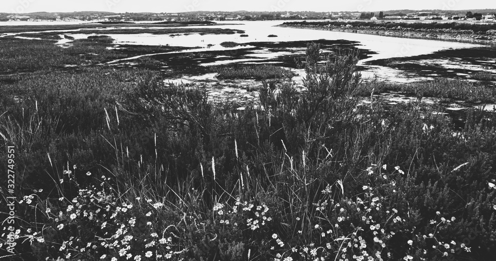 Normandy, France. Beautiful marshland landscape near Saint-Vaast-la-Hougue, Cotentin Peninsula. Nature travel background. Rural tourism in French countryside concept. Black white photo.