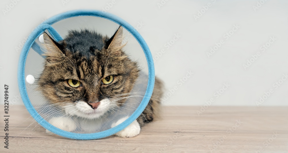 Naklejka premium Tabby cat with a pet cone looking anxiously away. Horizontal image with copy space.